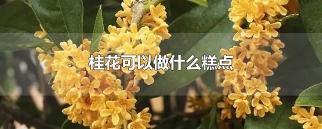 桂花可以做什么糕点