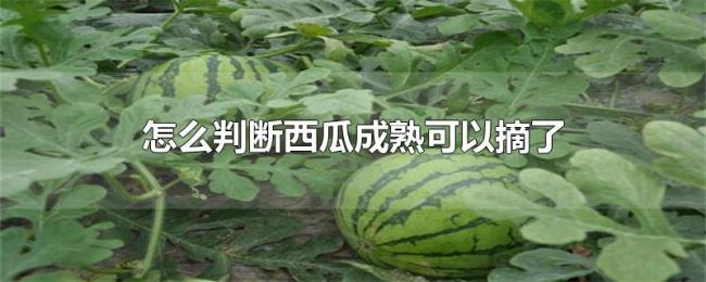 怎么判断西瓜成熟可以摘了