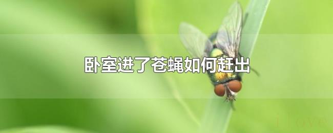卧室进了苍蝇如何赶出 卧室进了苍蝇如何赶出