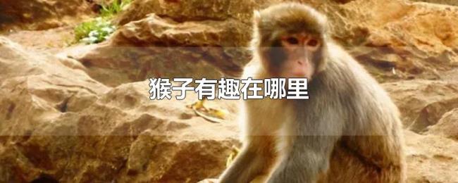 猴子有趣在哪里 猴子有趣在哪里