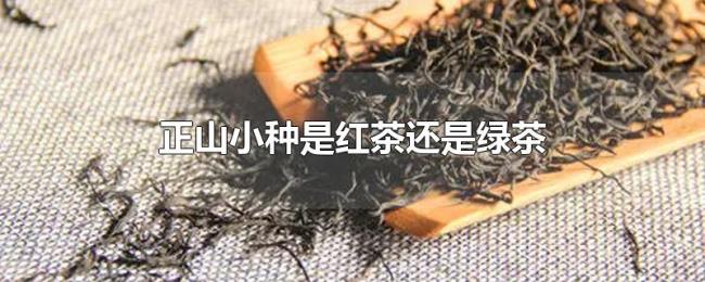 正山小种是红茶还是绿茶 正山小种是红茶还是绿茶