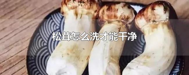 松茸怎么洗才能干净 松茸怎么洗才能干净