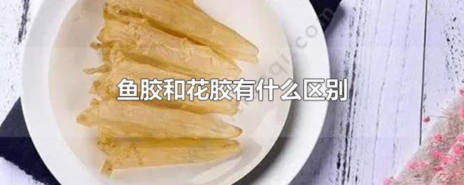 鱼胶和花胶有什么区别 鱼胶和花胶有什么区别