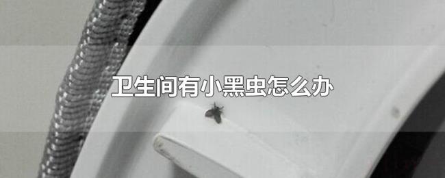 卫生间有小黑虫怎么办 卫生间有小黑虫怎么办