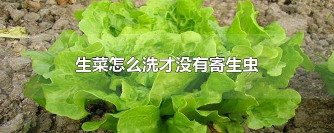 生菜怎么洗才没有寄生虫