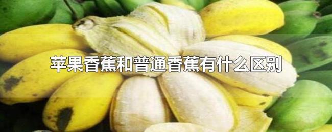 苹果香蕉和普通香蕉有什么区别 苹果香蕉和普通香蕉有什么区别