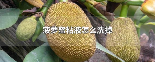 菠萝蜜粘液怎么洗掉 菠萝蜜粘液怎么洗掉