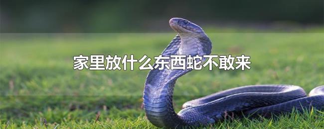 家里放什么东西蛇不敢来 家里放什么东西蛇不敢来