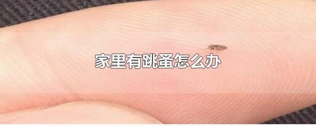家里有跳蚤怎么办 家里有跳蚤怎么办