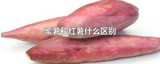 蜜薯和红薯什么区别