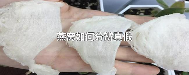 燕窝如何分辨真假 燕窝如何分辨真假