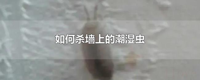 如何杀墙上的潮湿虫 如何杀墙上的潮湿虫