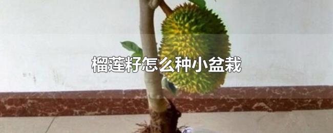 榴莲籽怎么种小盆栽 榴莲籽怎么种小盆栽