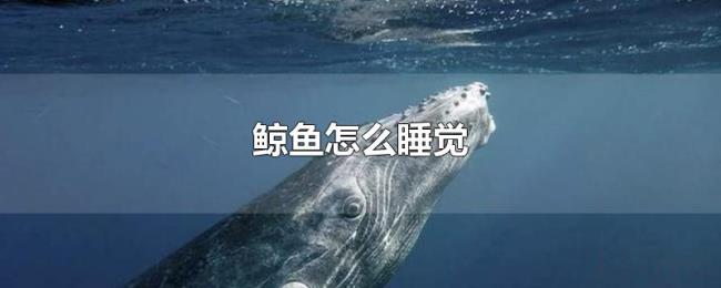 鲸鱼怎么睡觉