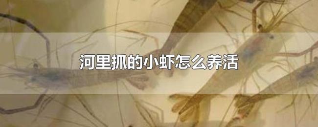 河里抓的小虾怎么养活 河里抓的小虾怎么养活