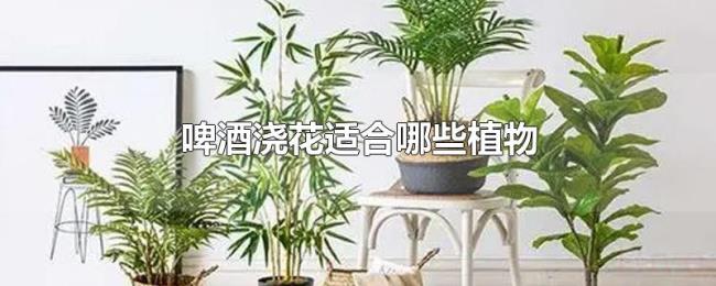 啤酒浇花适合哪些植物 啤酒浇花适合哪些植物