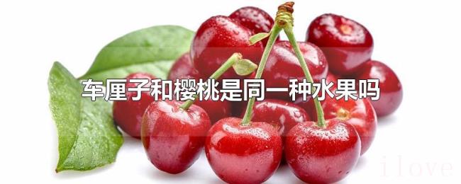 车厘子和樱桃是同一种水果吗