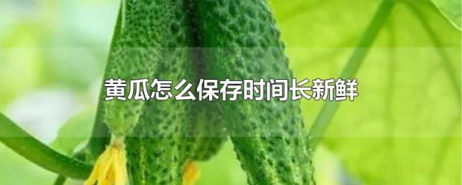 黄瓜怎么保存时间长新鲜 黄瓜怎么保存时间长新鲜