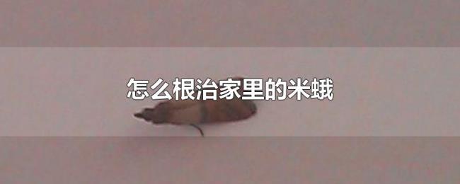 怎么根治家里的米蛾 怎么根治家里的米蛾
