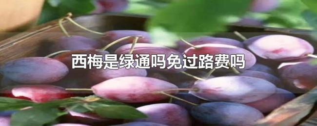 西梅是绿通吗免过路费吗 西梅是绿通吗免过路费吗