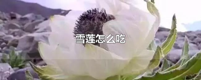雪莲怎么吃 雪莲怎么吃