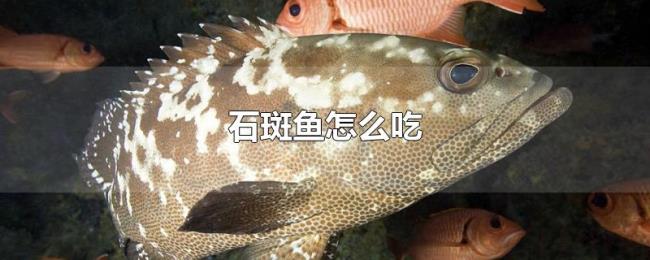 石斑鱼怎么吃 石斑鱼怎么吃