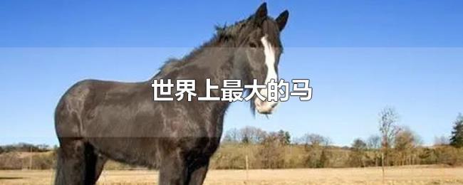 世界上最大的马 世界上最大的马