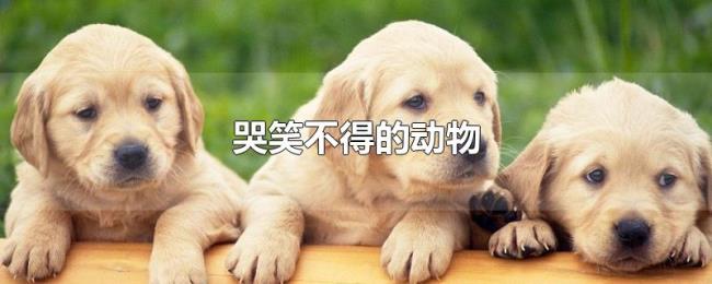 哭笑不得的动物 哭笑不得的动物