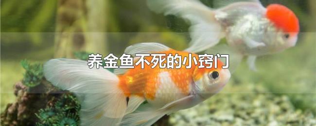 养金鱼不死的小窍门 养金鱼不死的小窍门