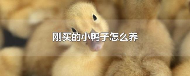 刚买的小鸭子怎么养 刚买的小鸭子怎么养
