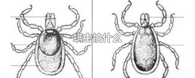 螨虫怕什么 螨虫怕什么