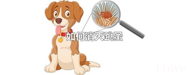 如何消灭跳蚤 如何消灭跳蚤