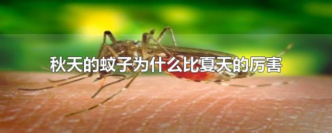 秋天的蚊子为什么比夏天的厉害