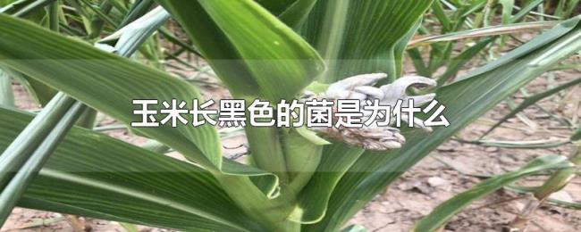 玉米长黑色的菌是为什么