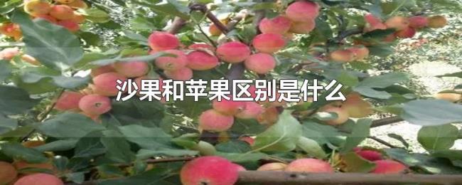 沙果和苹果区别是什么 沙果和苹果区别是什么