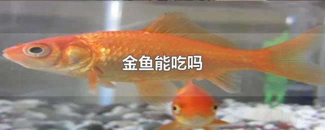 金鱼能吃吗 金鱼能吃吗