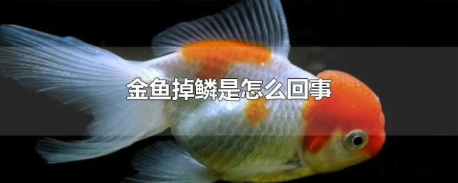 金鱼掉鳞是怎么回事 金鱼掉鳞是怎么回事