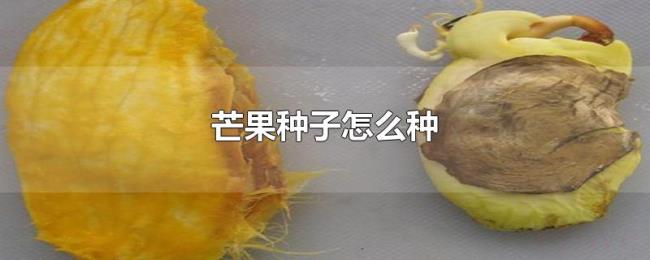 芒果种子怎么种 芒果种子怎么种