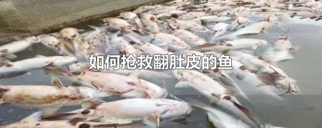如何抢救翻肚皮的鱼 如何抢救翻肚皮的鱼
