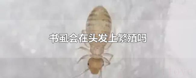 书虱会在头发上繁殖吗