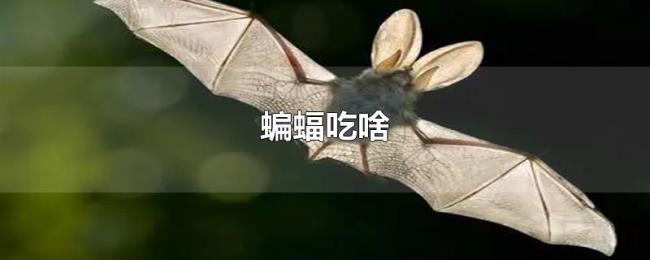 蝙蝠吃啥 蝙蝠吃啥