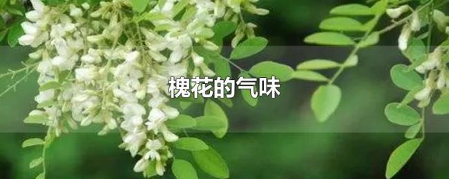 槐花的气味 槐花的气味