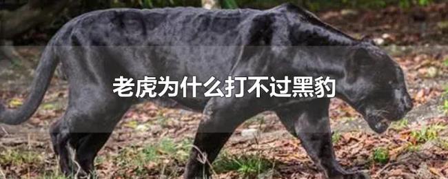 老虎为什么打不过黑豹 老虎为什么打不过黑豹