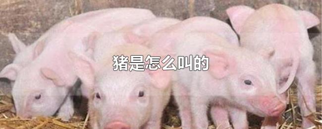 猪是怎么叫的 猪是怎么叫的