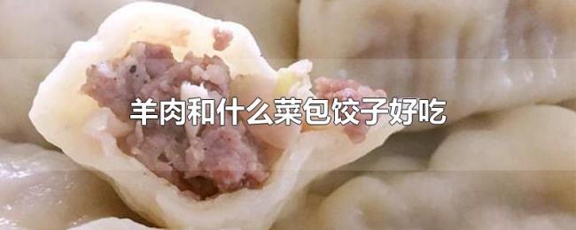 羊肉和什么菜包饺子好吃 羊肉和什么菜包饺子好吃