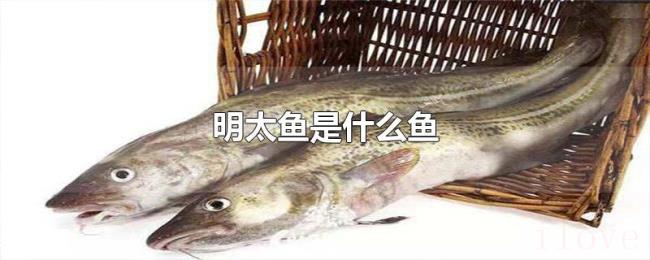 明太鱼是什么鱼 明太鱼是什么鱼