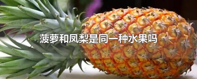菠萝和凤梨是同一种水果吗 菠萝和凤梨是同一种水果吗