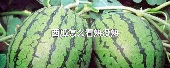 西瓜怎么看熟没熟 西瓜怎么看熟没熟