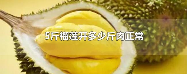 5斤榴莲开多少斤肉正常 5斤榴莲开多少斤肉正常