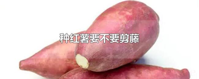 种红薯要不要剪藤